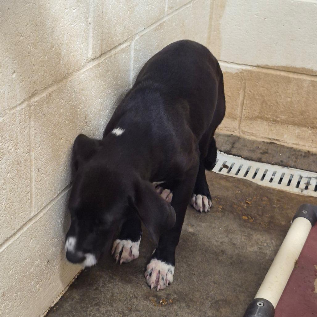 Sequoia, Adoptable, Puppy Female Retriever.
