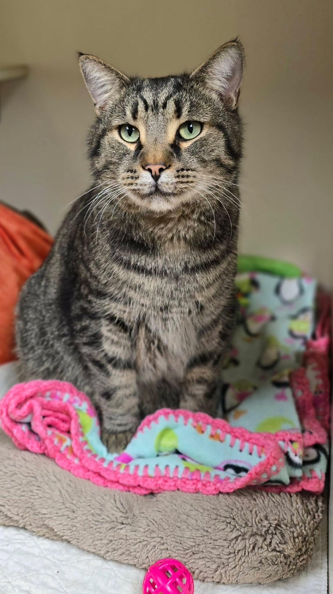 Enlarge Arnold, a ADOPTABLE Domestic Short Hair in New Castle, PA image 4/6