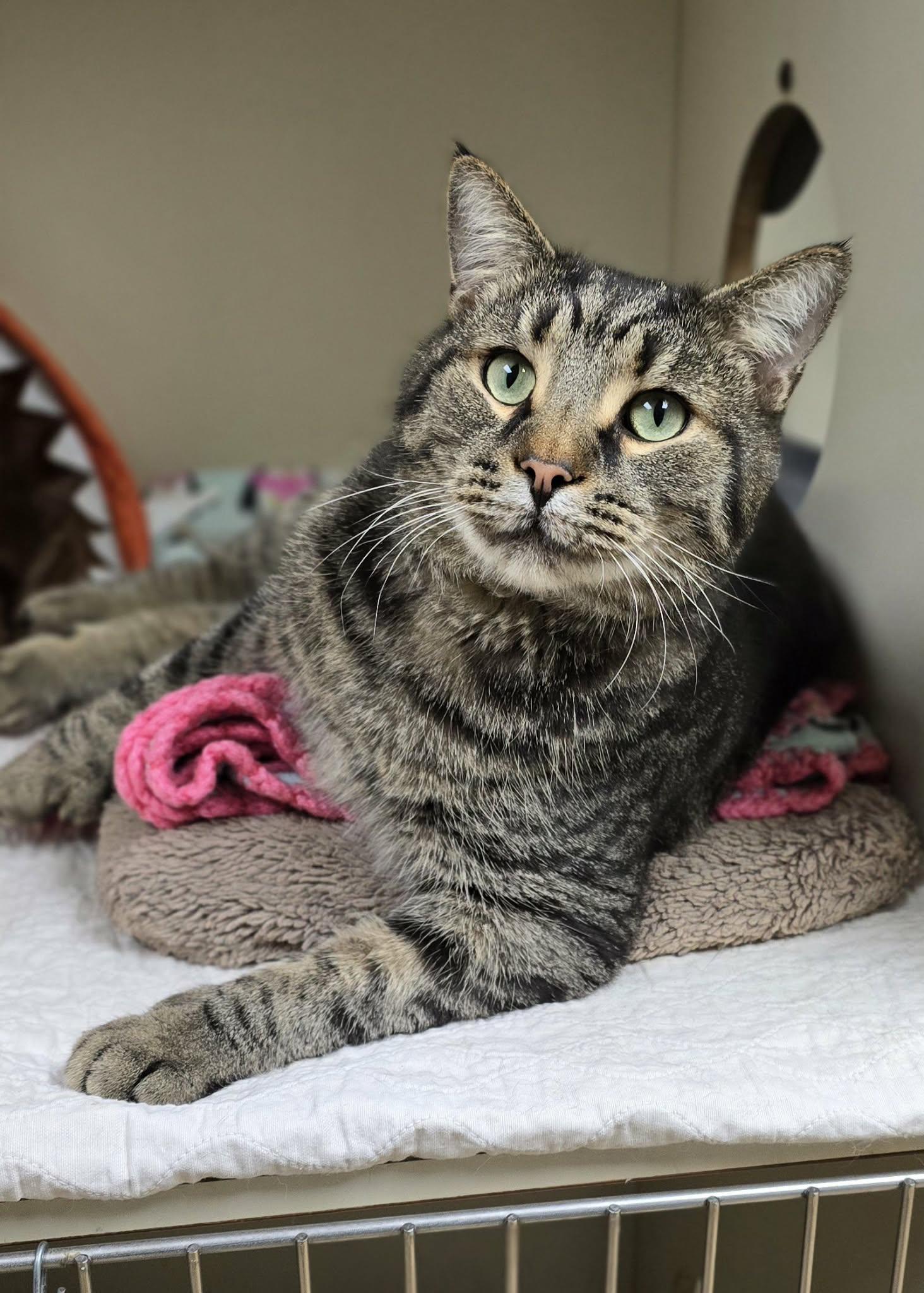 Enlarge Arnold, a ADOPTABLE Domestic Short Hair in New Castle, PA image 2/6