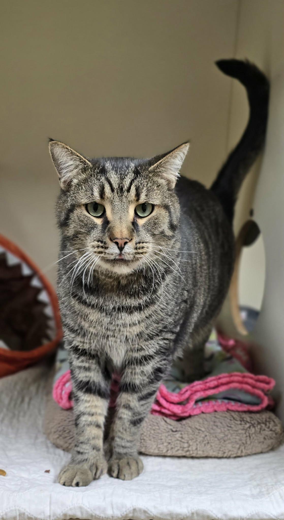 Enlarge Arnold, a ADOPTABLE Domestic Short Hair in New Castle, PA image 6/6
