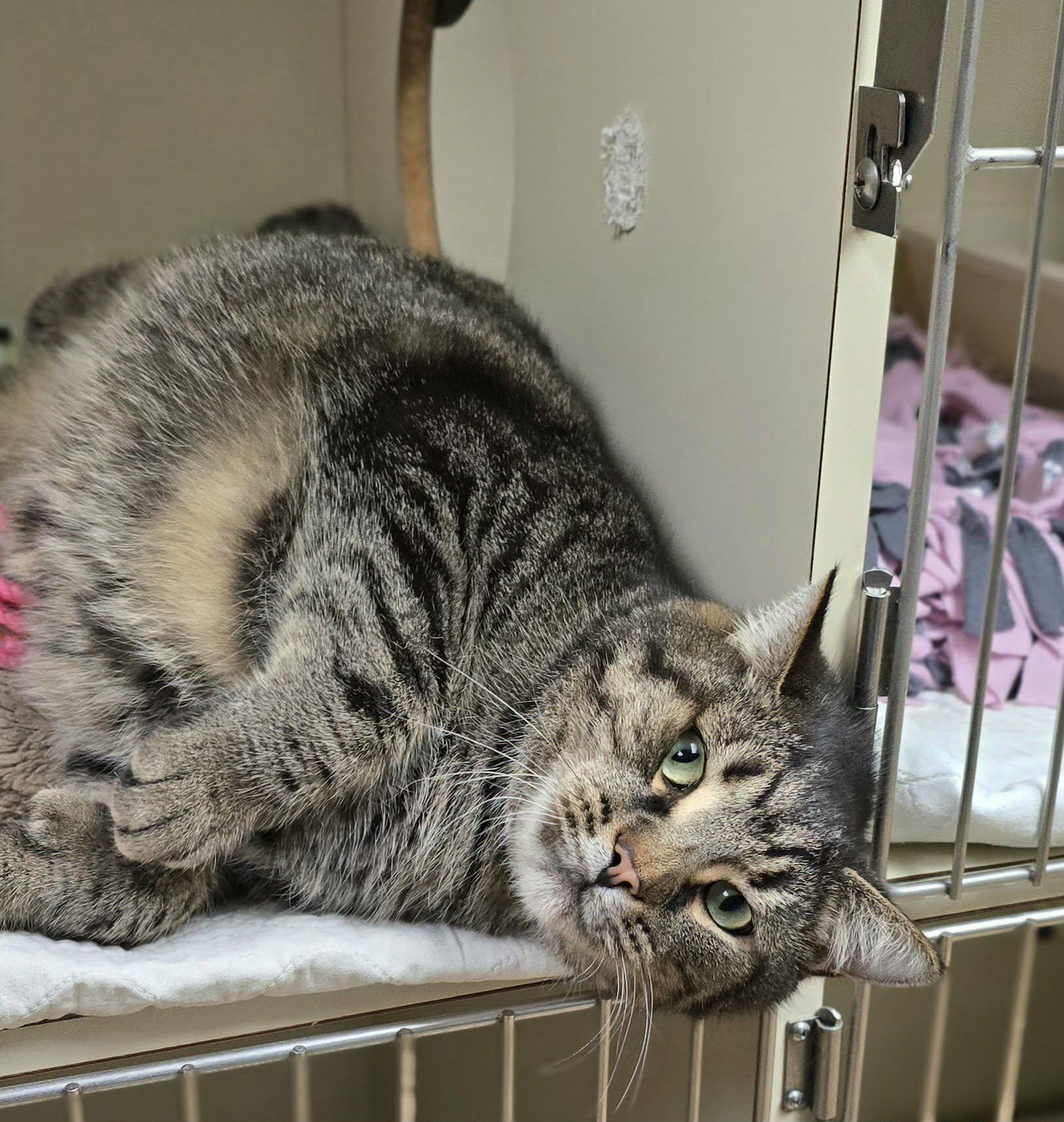 Enlarge Arnold, a ADOPTABLE Domestic Short Hair in New Castle, PA image 5/6