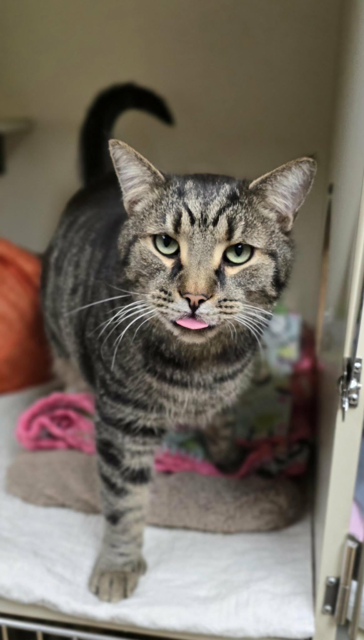 Enlarge Arnold, a ADOPTABLE Domestic Short Hair in New Castle, PA image 1/6