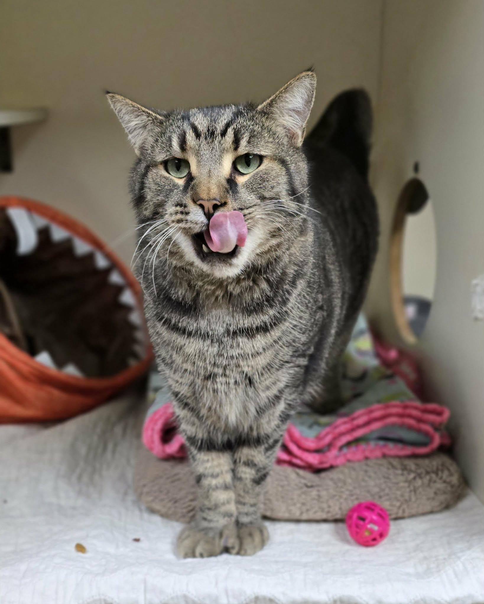 Enlarge Arnold, a ADOPTABLE Domestic Short Hair in New Castle, PA image 3/6