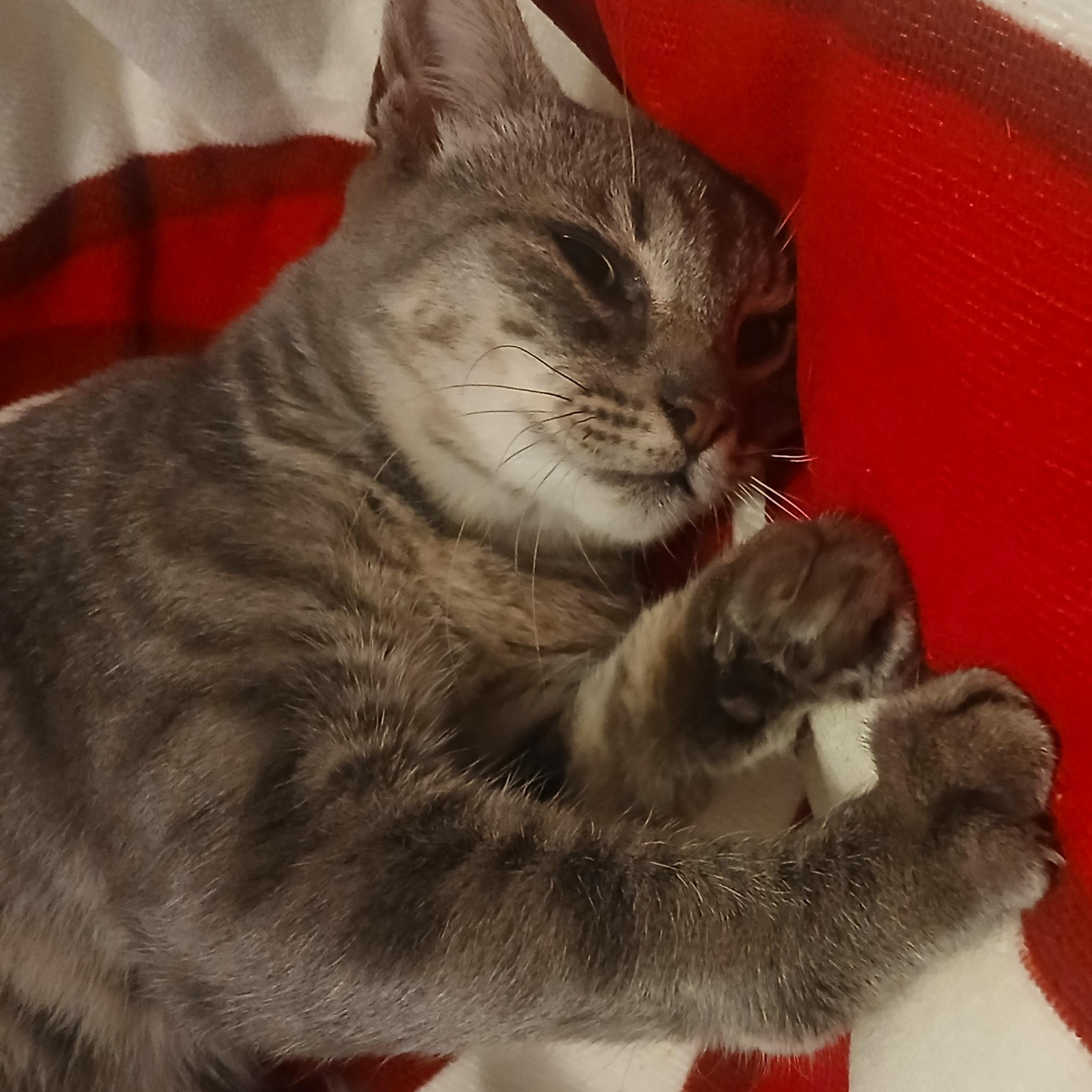 Enlarge Sadie, a Adoptable Tabby in HUNTINGTON BEACH, CA image 3/3