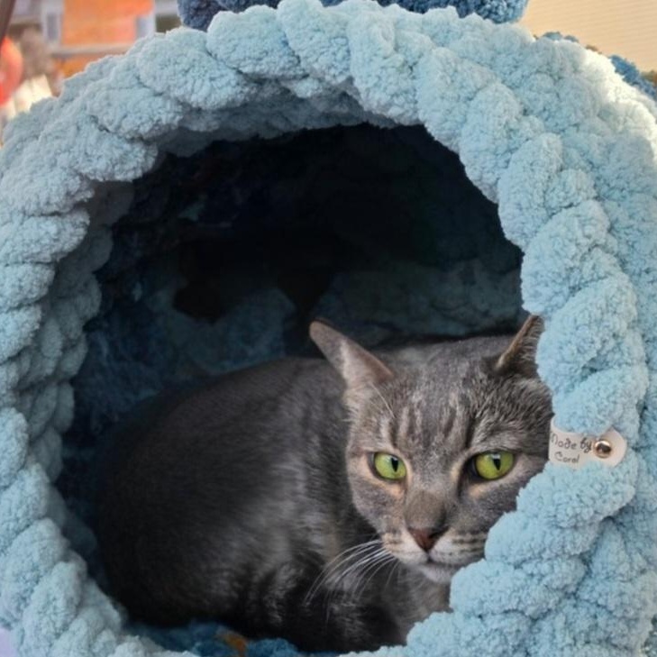 Sadie, a Adoptable Tabby in HUNTINGTON BEACH, CA image 1/4
