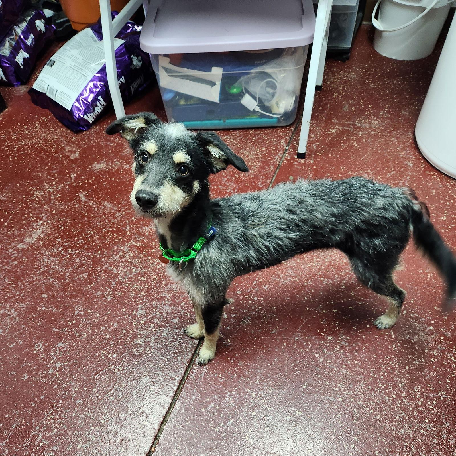Rudolph, Adoptable, Adult Male Terrier.