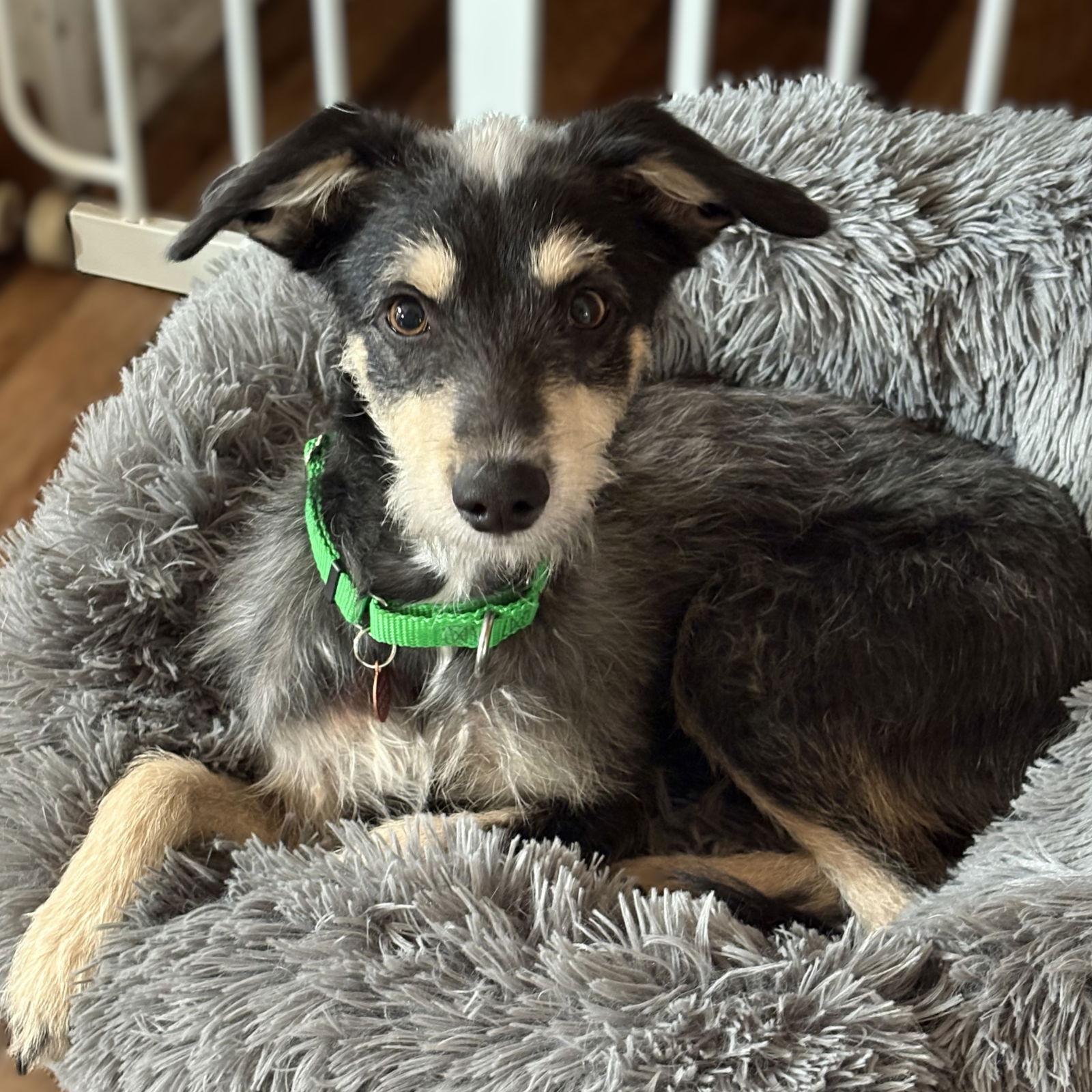 Rudolph, a Adoptable Terrier in Fargo, ND image 2/3