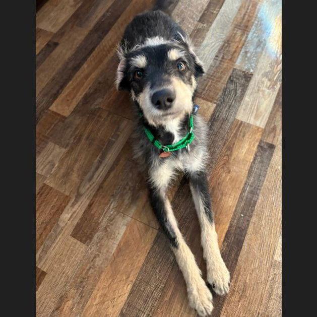 Rudolph, a Adoptable Terrier in Fargo, ND image 3/3