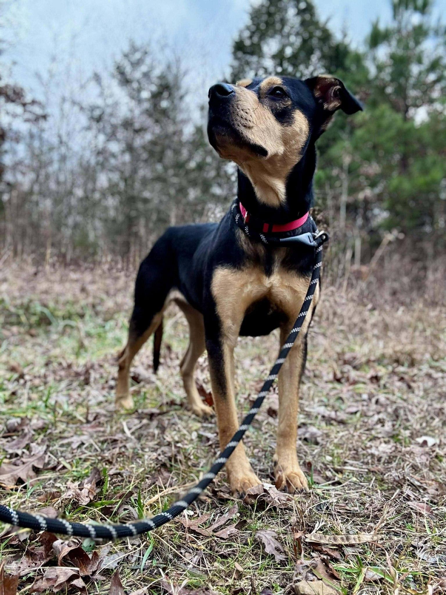 Enlarge SASHA, a ADOPTABLE mixed breed in Waverly, TN image 2/2