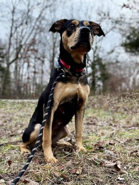 Enlarge SASHA, a ADOPTABLE mixed breed in Waverly, TN image 1/2