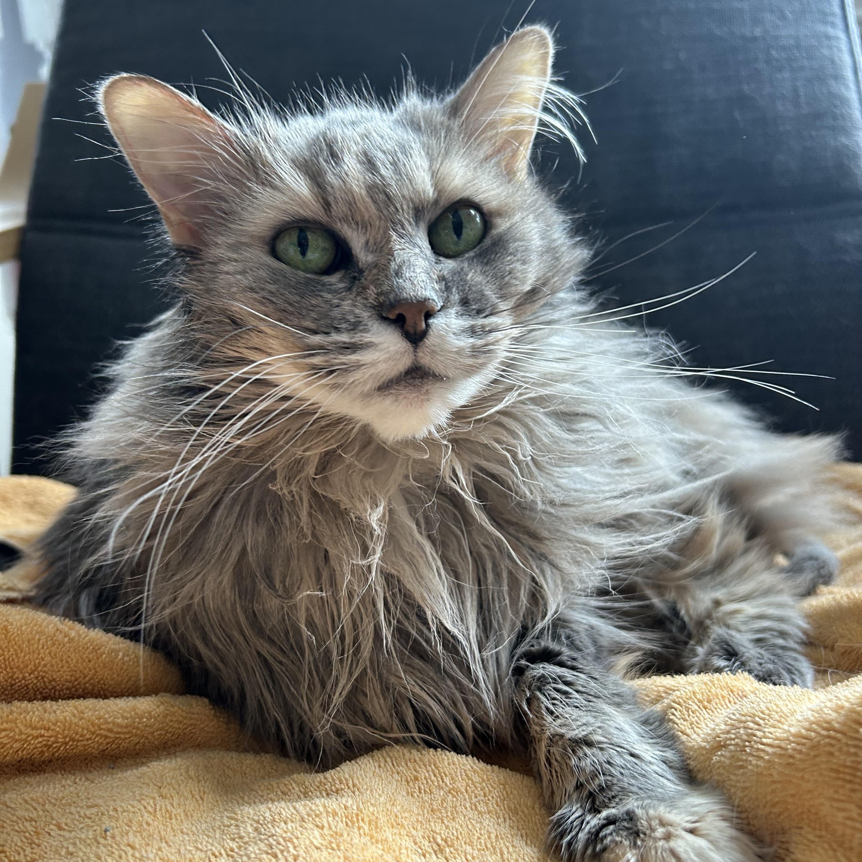 Enlarge Tarot, a Adopted Domestic Long Hair in Brantford, ON image 3/6