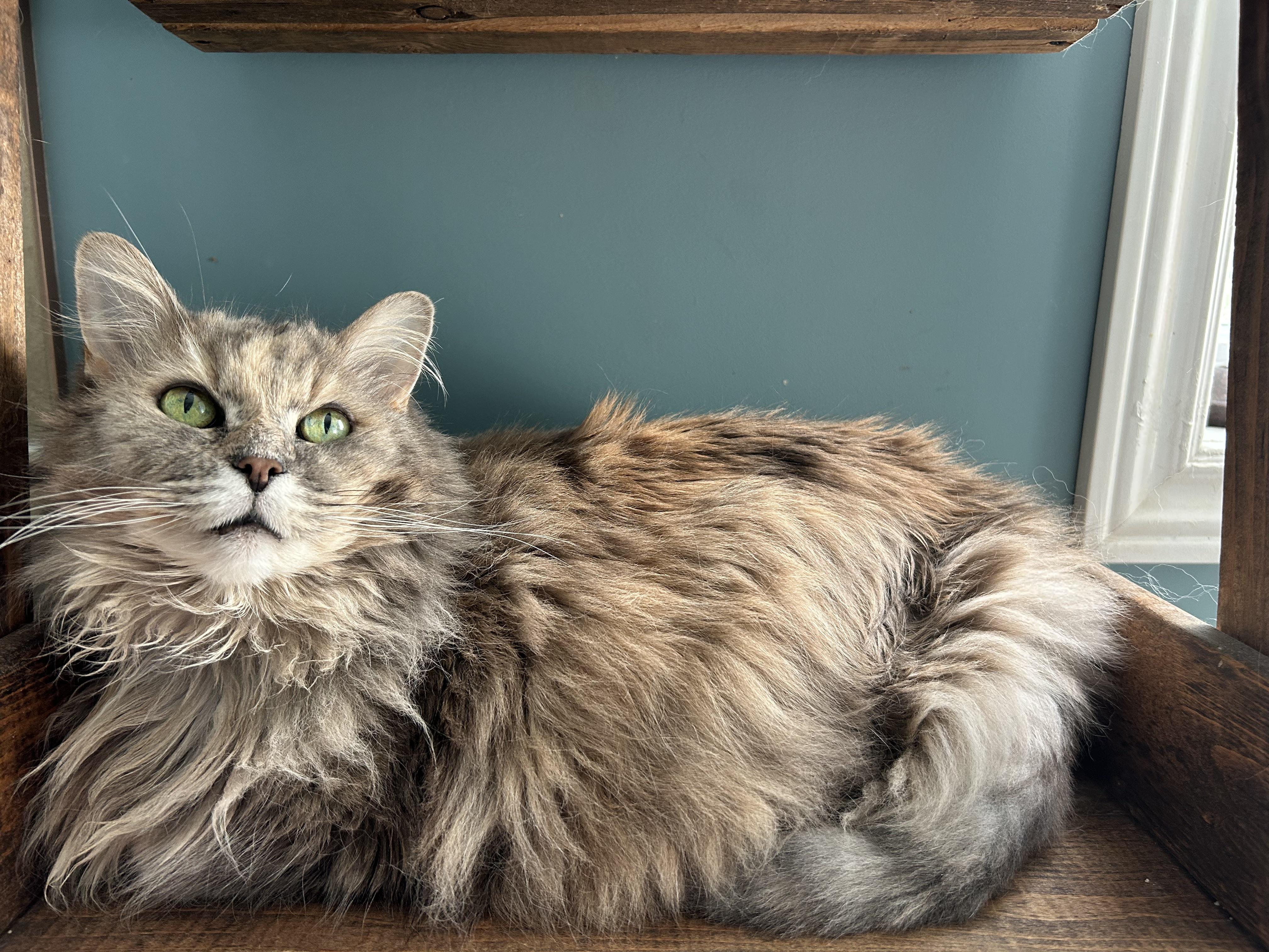 Enlarge Tarot, a Adopted Domestic Long Hair in Brantford, ON image 1/6