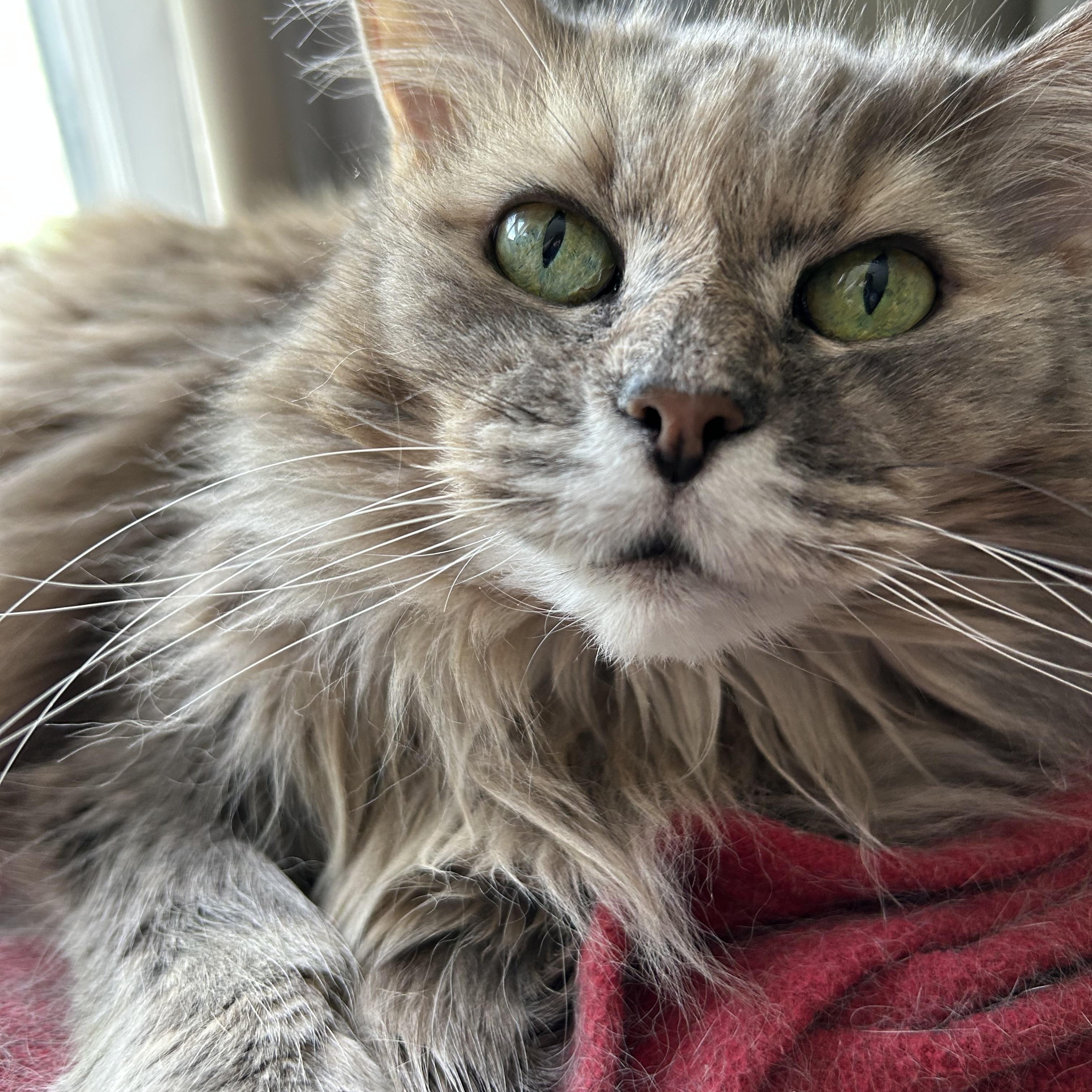 Enlarge Tarot, a Adopted Domestic Long Hair in Brantford, ON image 6/6