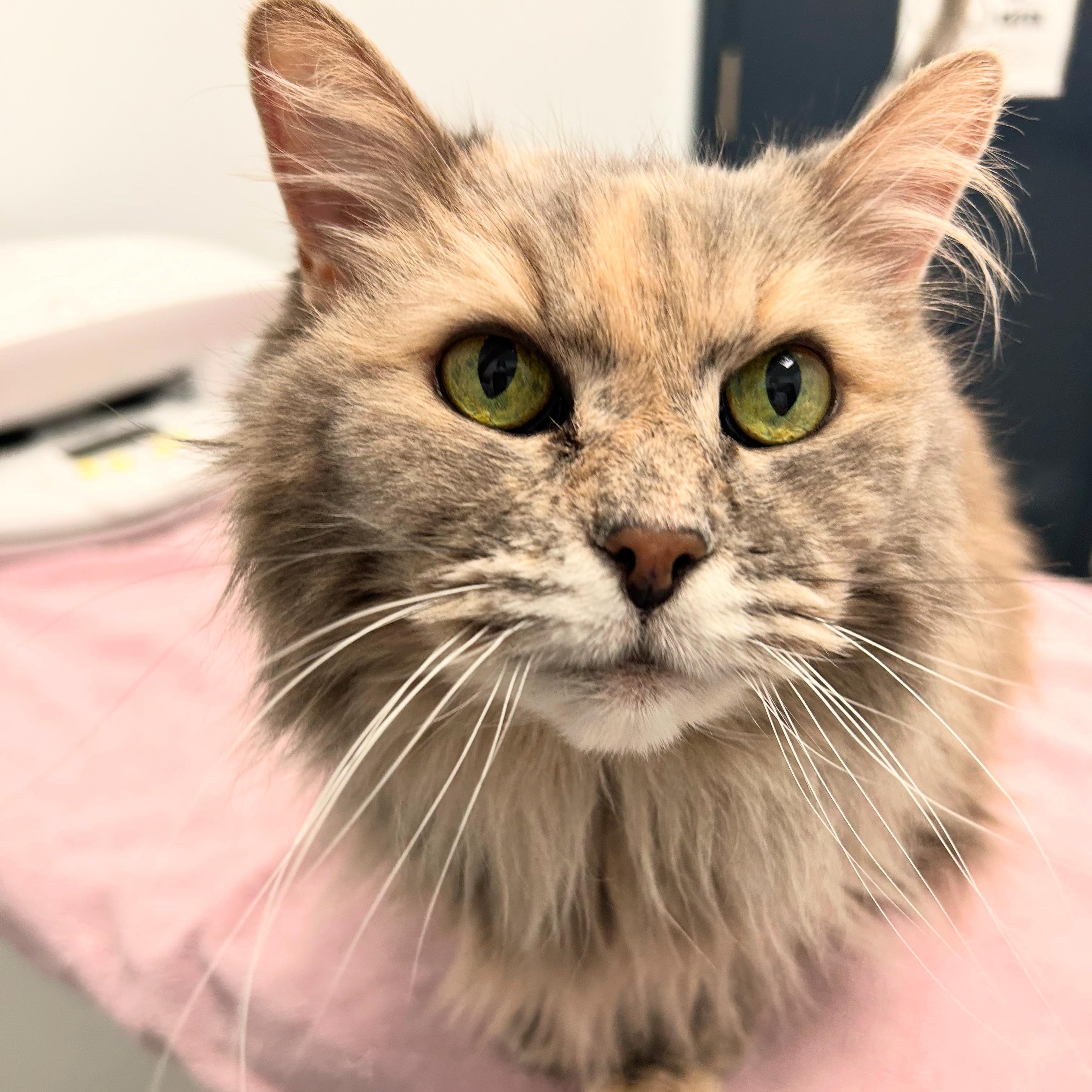 Enlarge Tarot, a Adopted Domestic Long Hair in Brantford, ON image 2/6