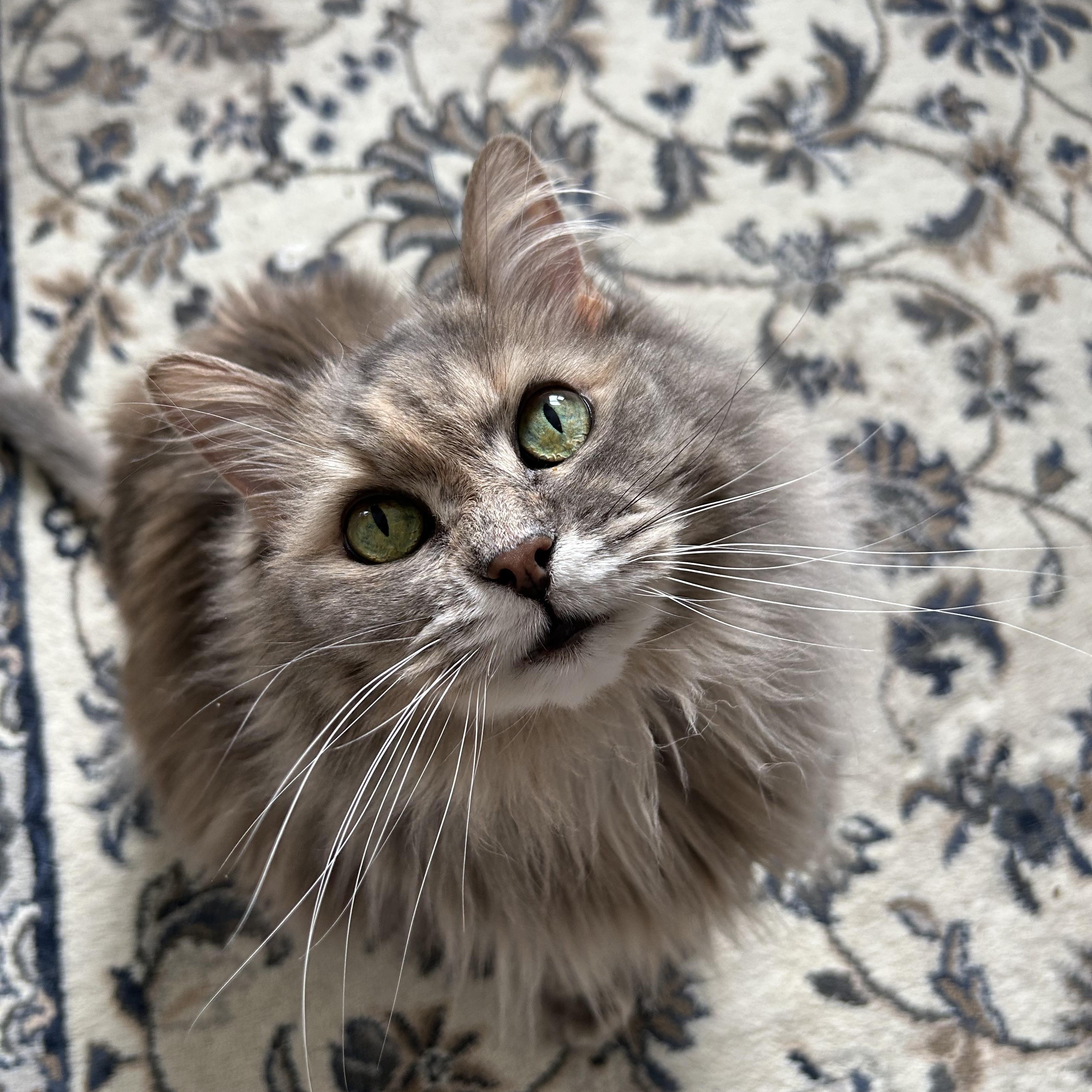 Enlarge Tarot, a Adopted Domestic Long Hair in Brantford, ON image 4/6