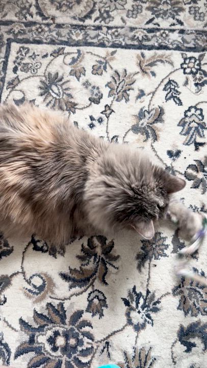 Enlarge Tarot, a Adopted Domestic Long Hair in Brantford, ON video 5/6