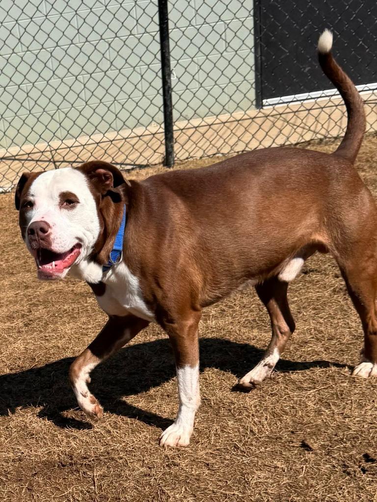 Enlarge Knox, a Adoptable mixed breed in East Ridge, TN image 1/4