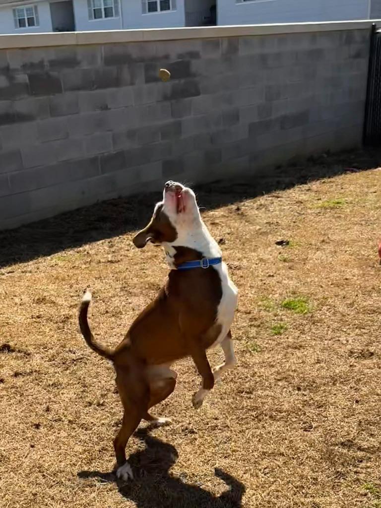 Enlarge Knox, a Adoptable mixed breed in East Ridge, TN image 2/4