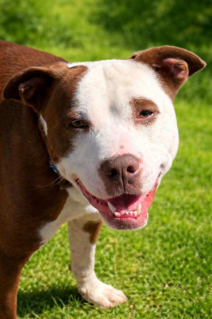 Enlarge Knox, a Adoptable mixed breed in East Ridge, TN image 3/4