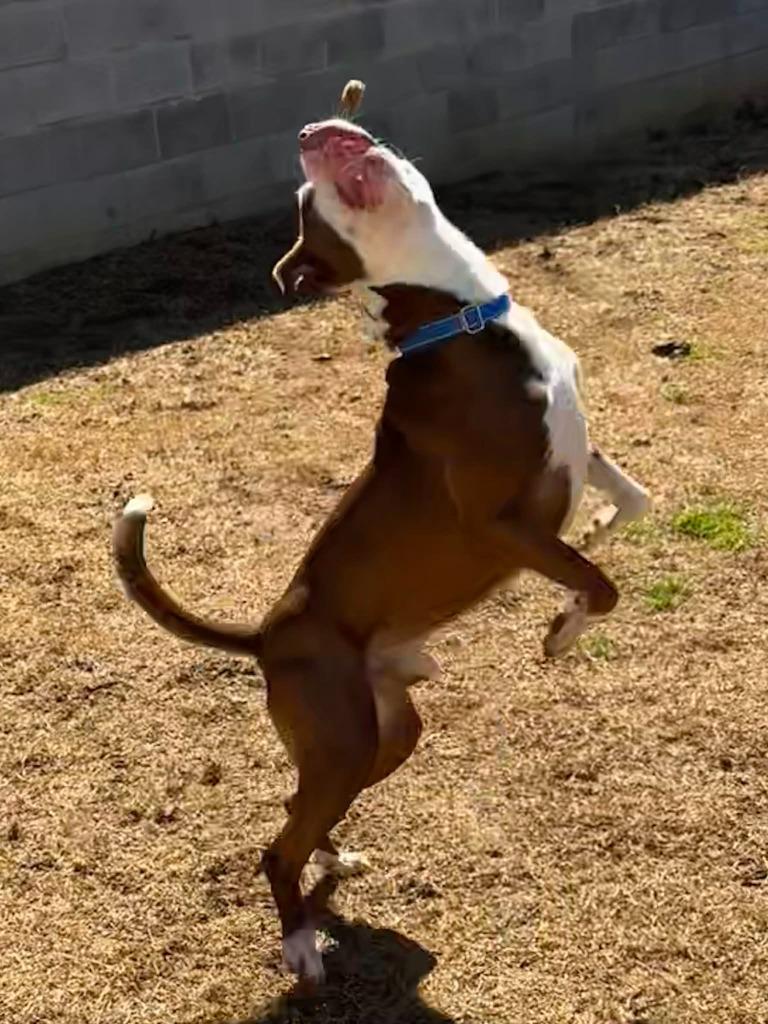 Enlarge Knox, a Adoptable mixed breed in East Ridge, TN image 4/4