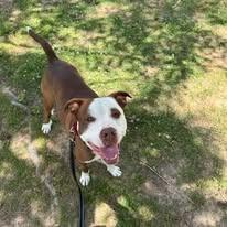 Knox, a Adoptable mixed breed in East Ridge, TN image 5/6