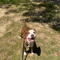 Knox, a Adoptable mixed breed in East Ridge, TN image 6/6
