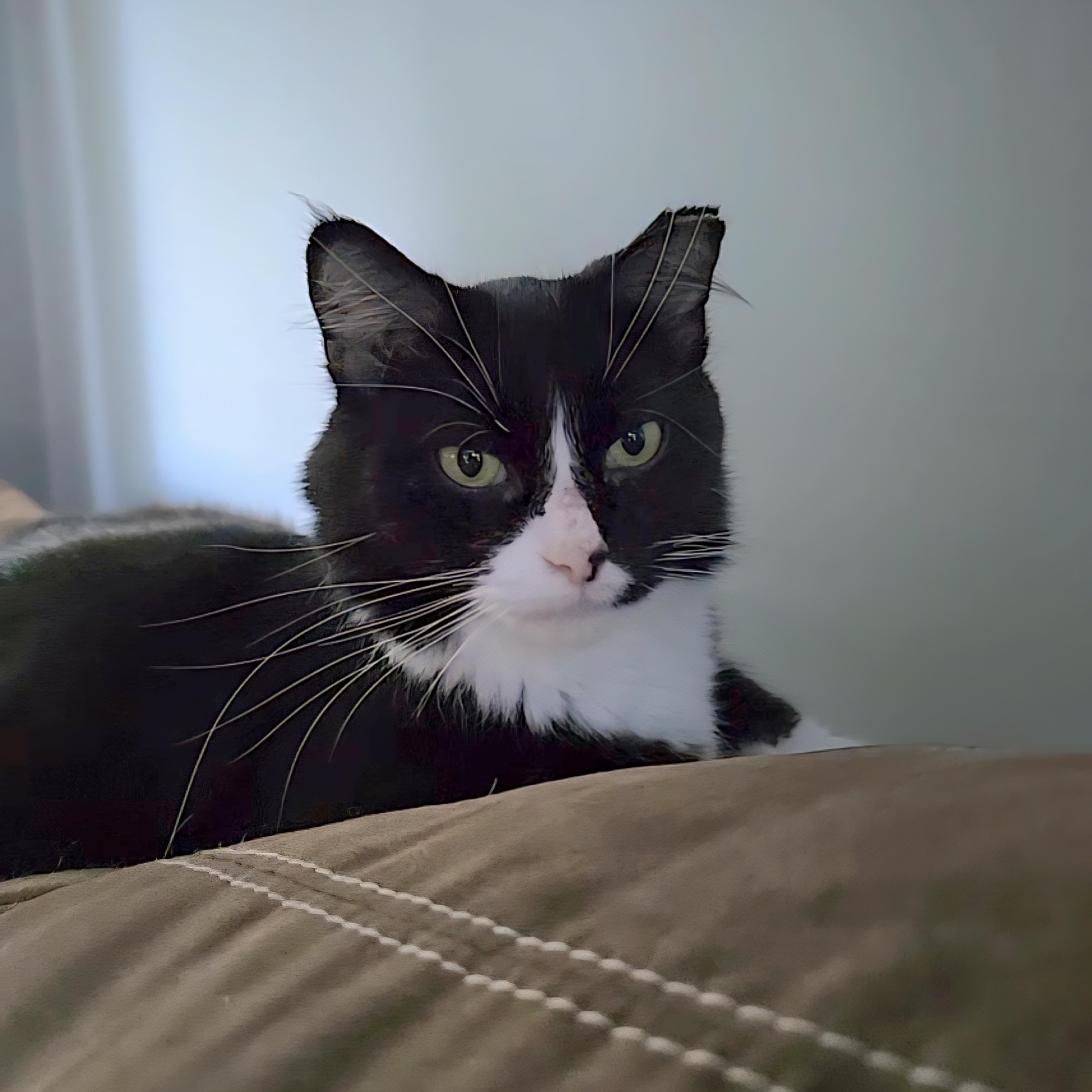 Enlarge Nellie, a Adopted mixed breed in Big Lake, MN image 5/5