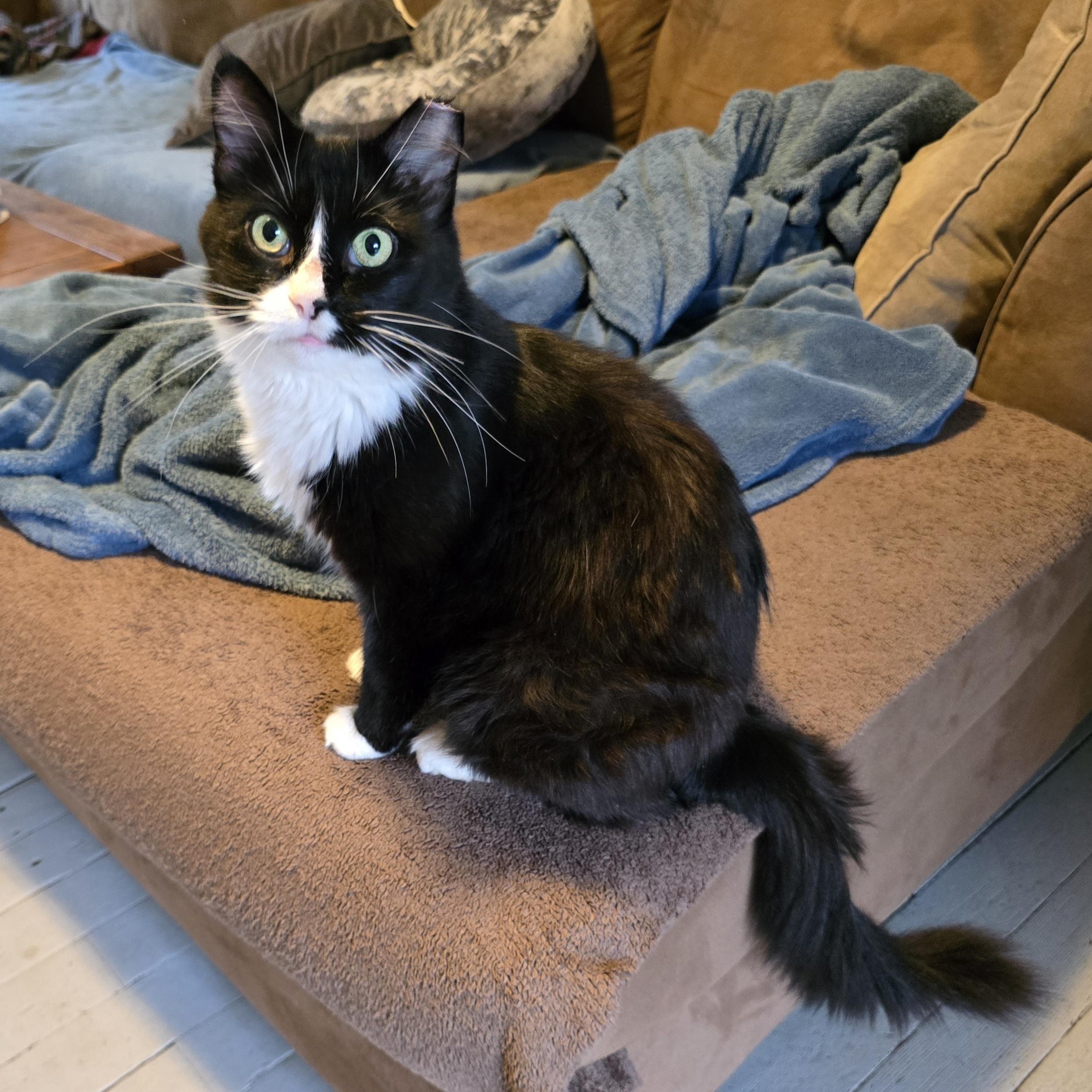 Enlarge Nellie, a Adopted mixed breed in Big Lake, MN image 1/5