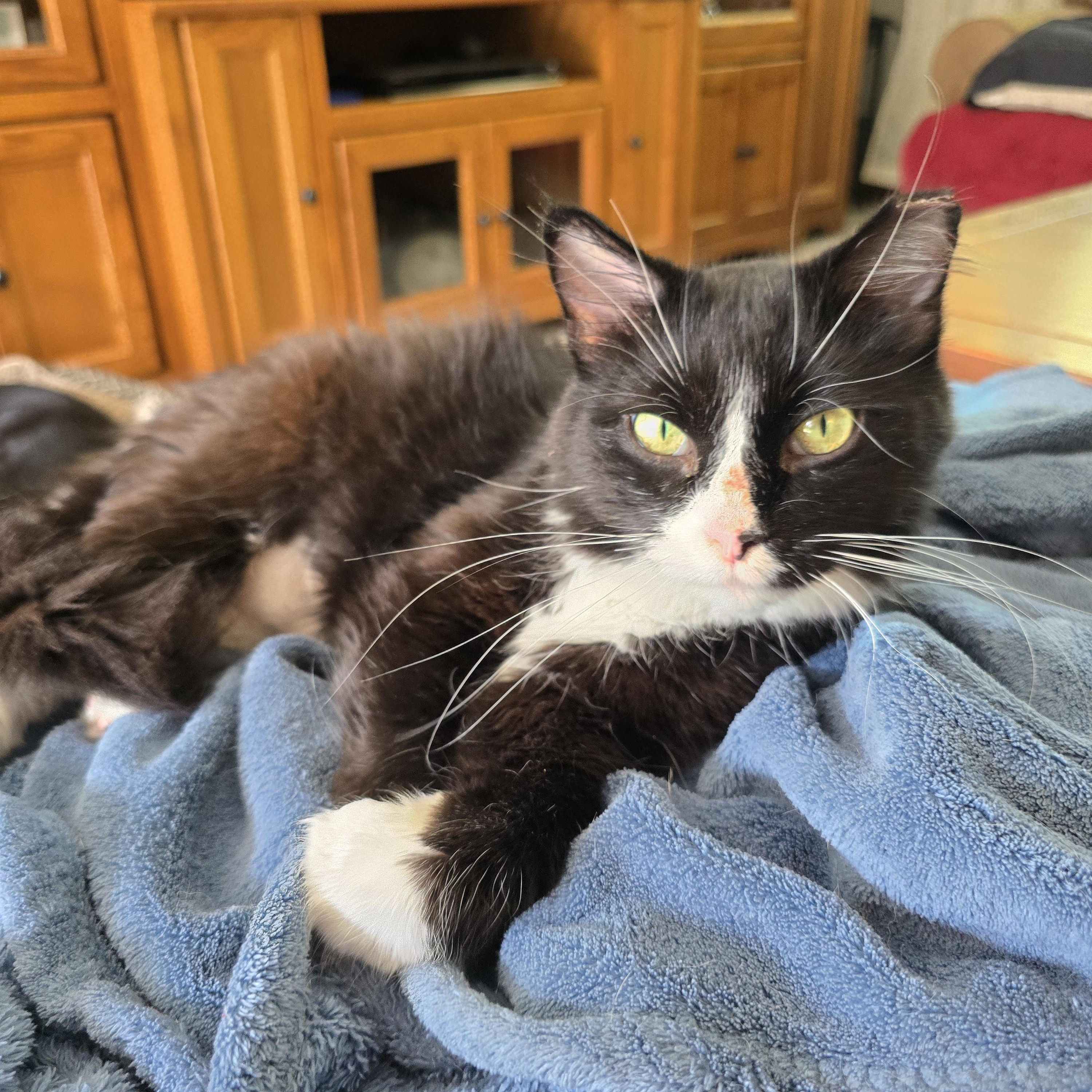 Enlarge Nellie, a Adopted mixed breed in Big Lake, MN image 2/5