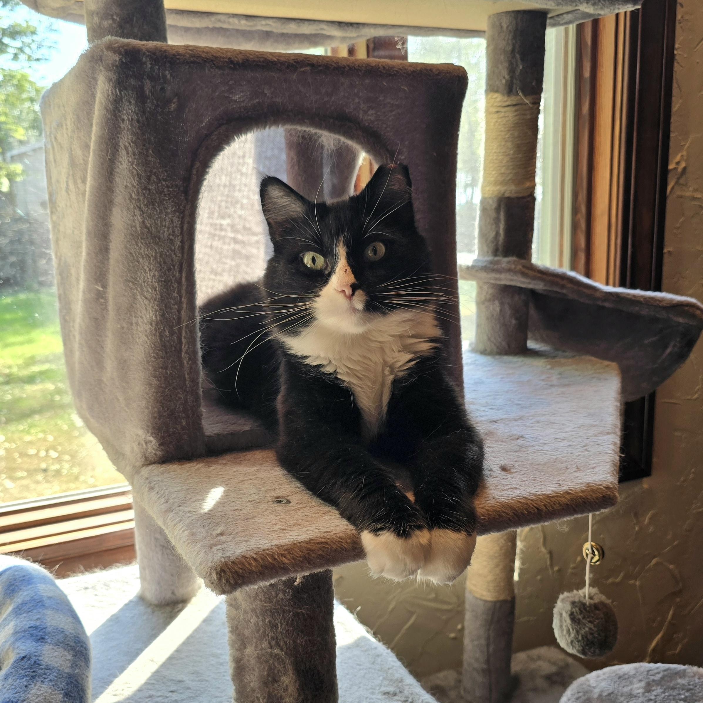 Enlarge Nellie, a Adopted mixed breed in Big Lake, MN image 3/5