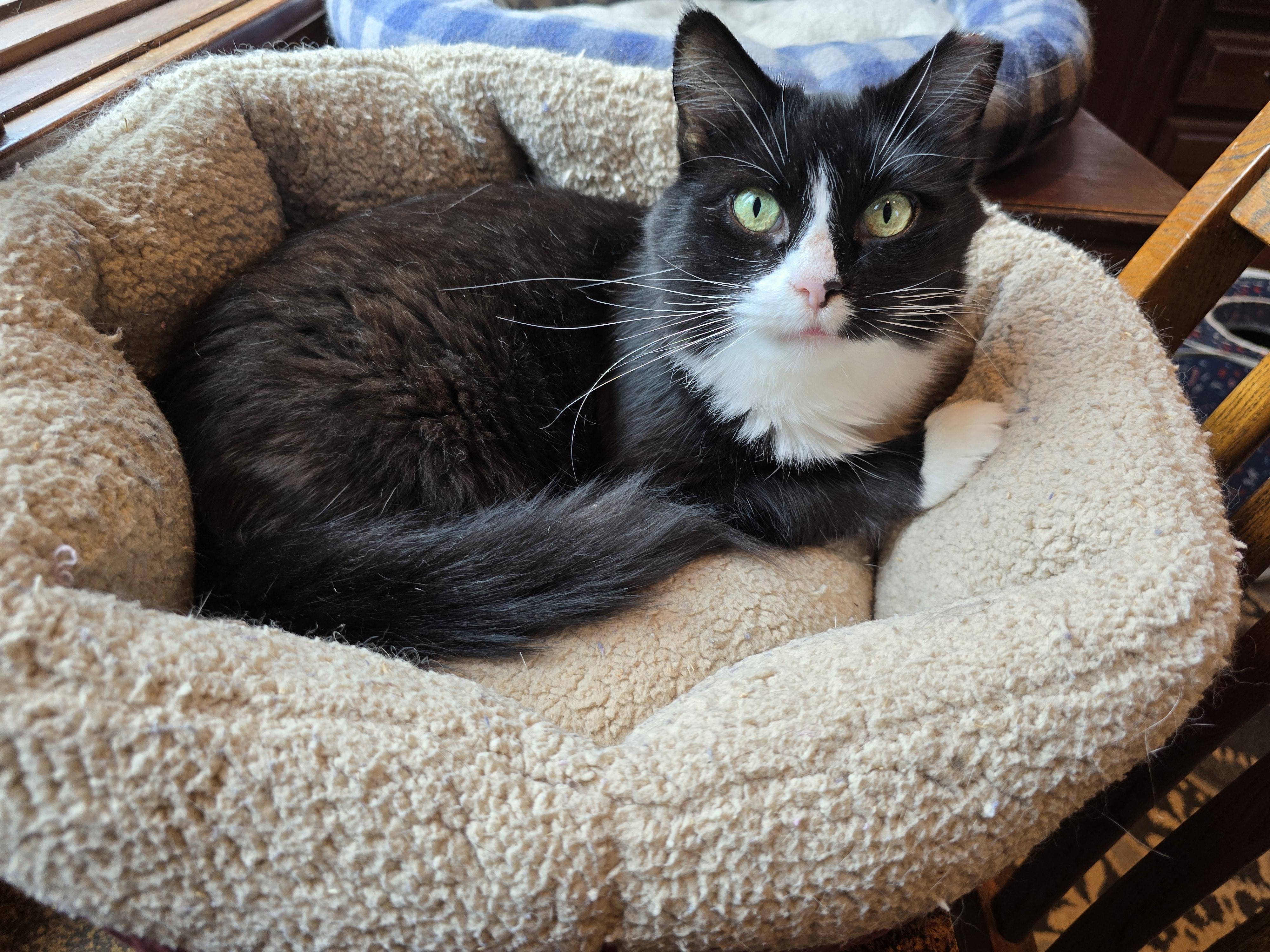 Enlarge Nellie, a Adopted mixed breed in Big Lake, MN image 4/5