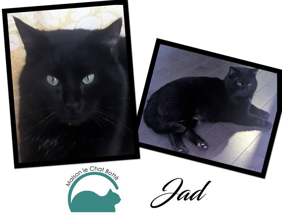 Jad, a Adoptable American Shorthair in Montreal-Nord, QC image 2/6
