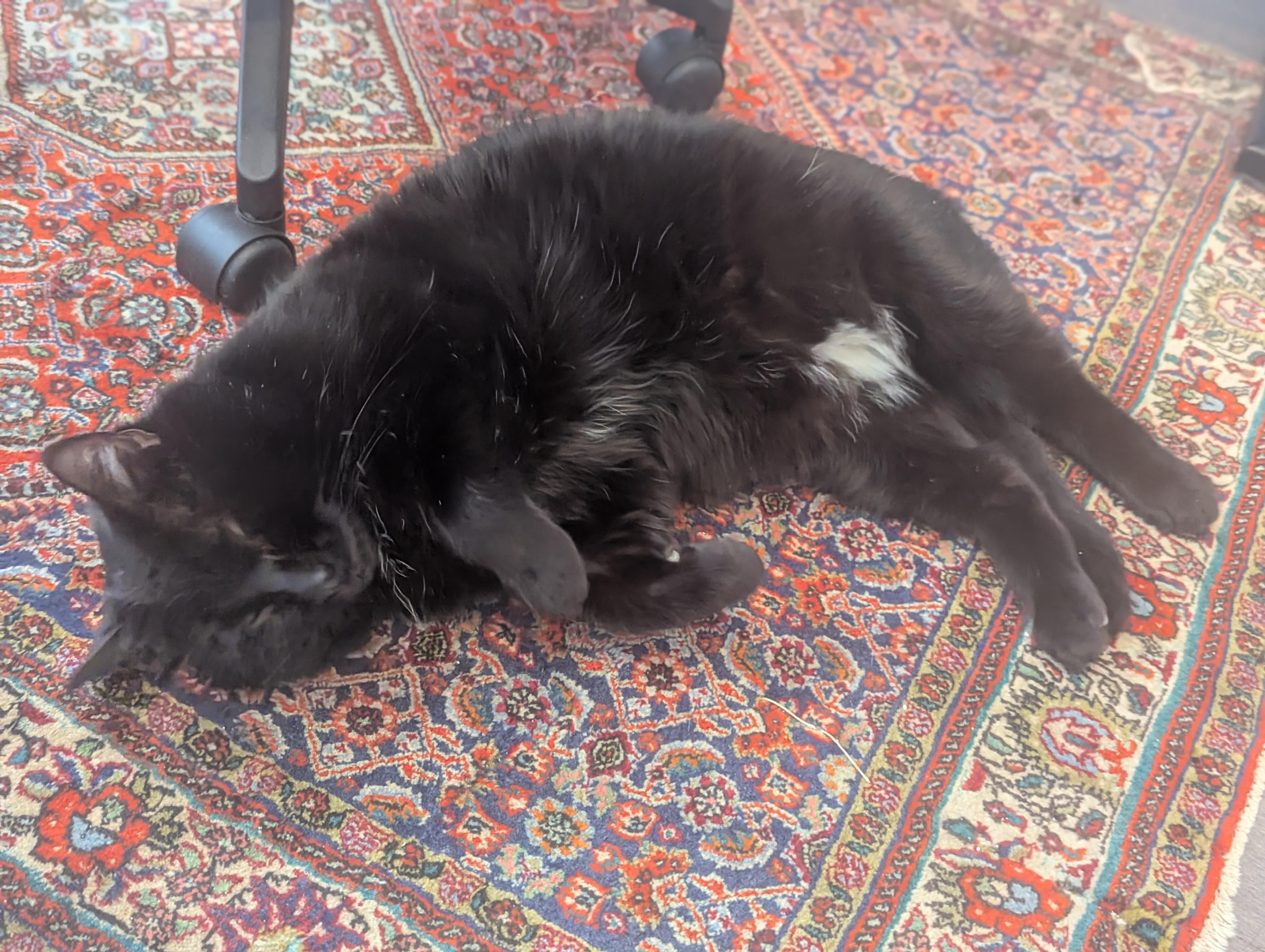 Jad, a Adoptable American Shorthair in Montreal-Nord, QC image 6/6
