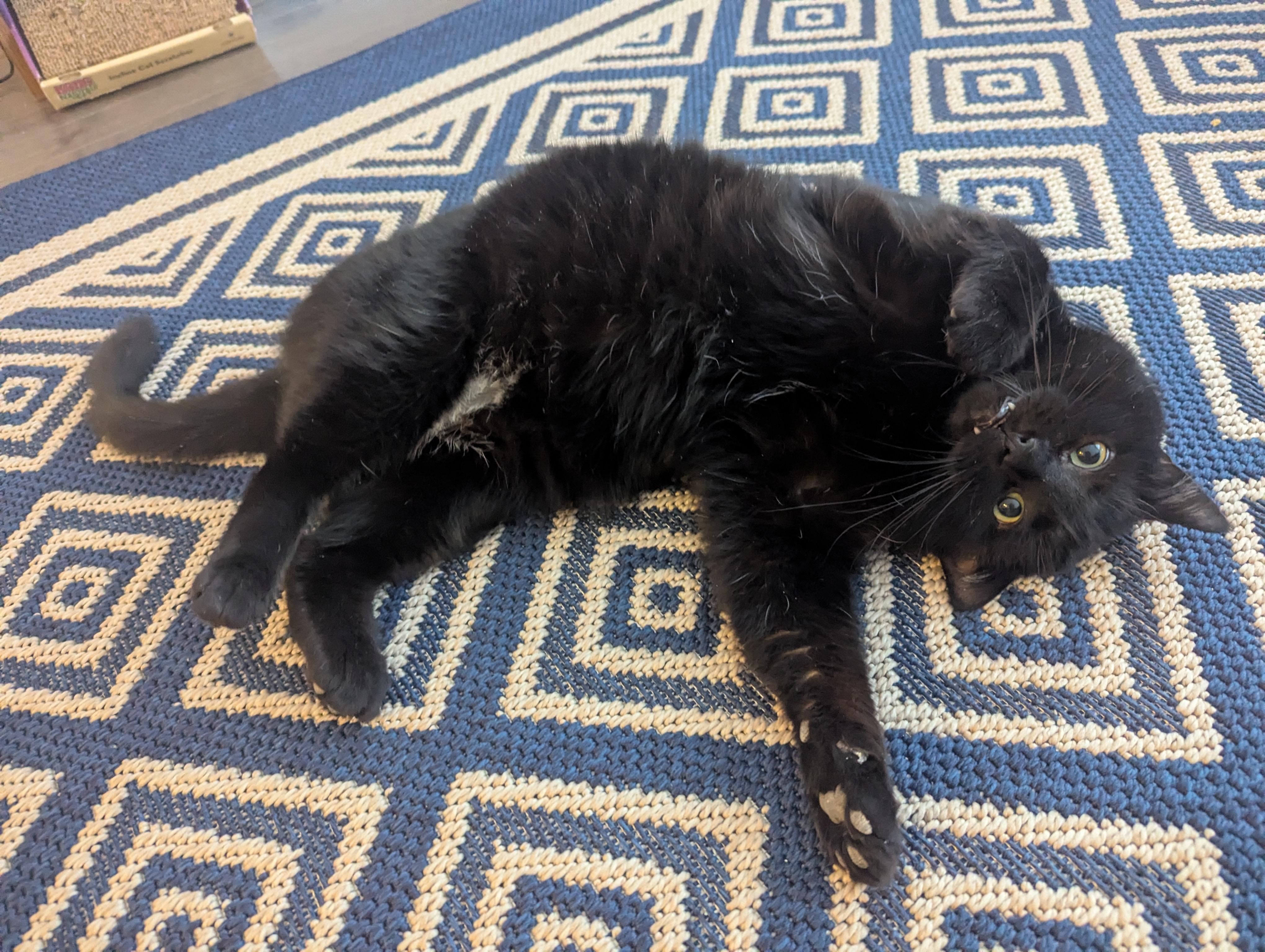 Jad, a Adoptable American Shorthair in Montreal-Nord, QC image 4/6