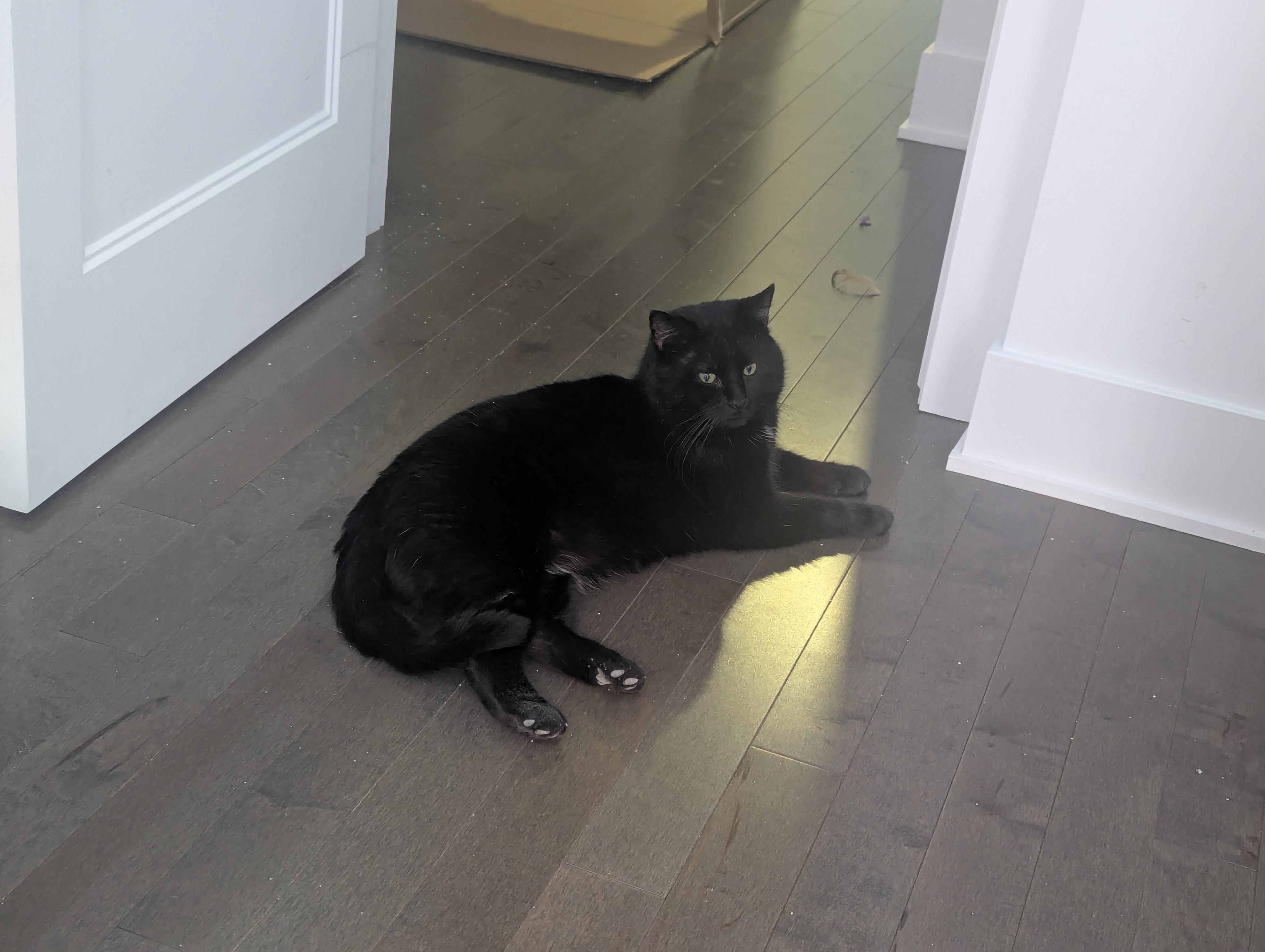 Jad, a Adoptable American Shorthair in Montreal-Nord, QC image 5/6