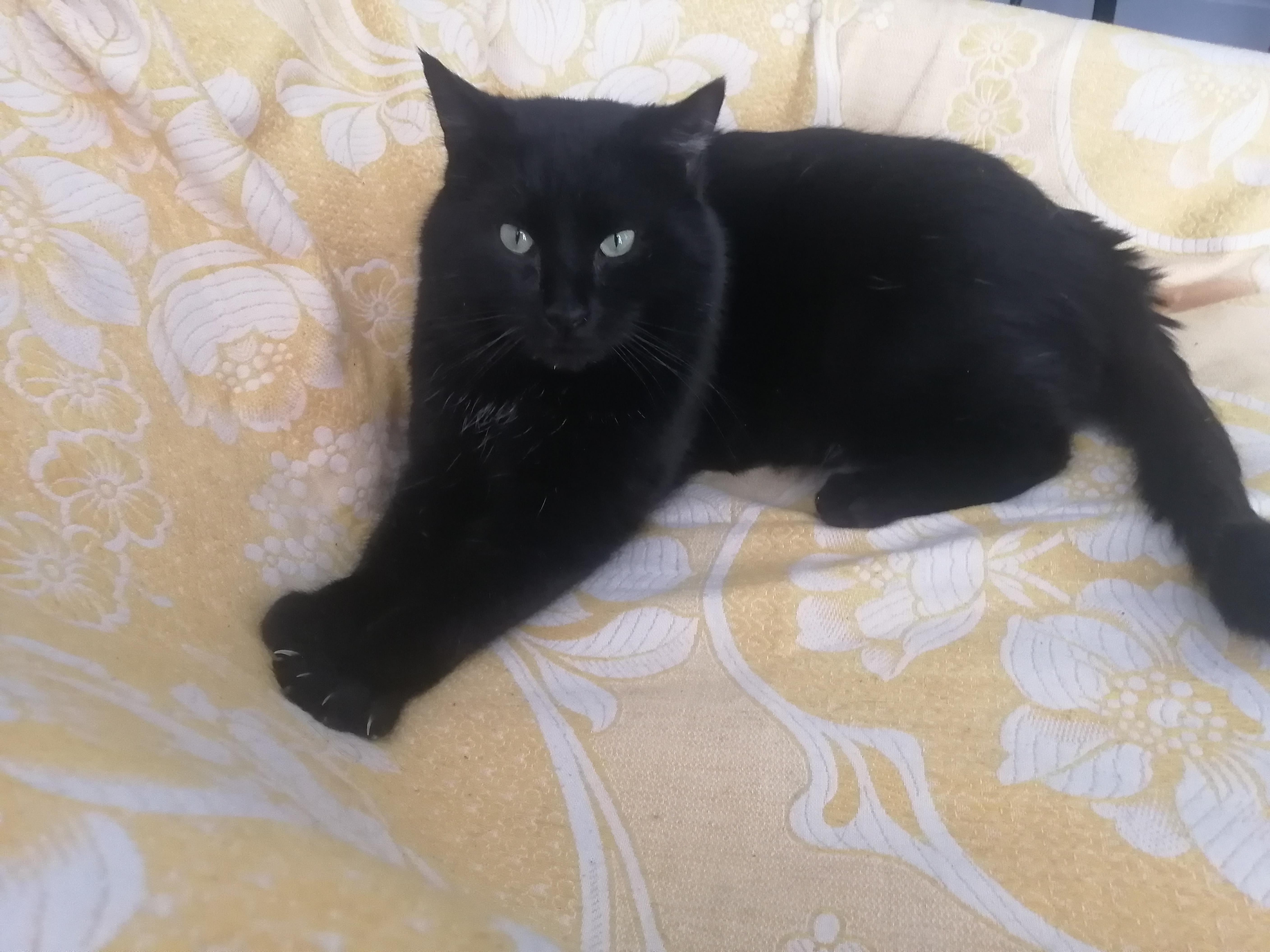 Jad, a Adoptable American Shorthair in Montreal-Nord, QC image 1/6