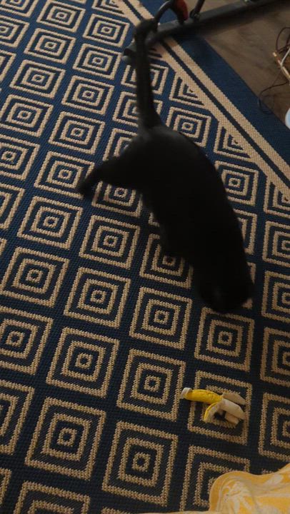 Enlarge Jad, a Adoptable American Shorthair in Montreal-Nord, QC video 3/6