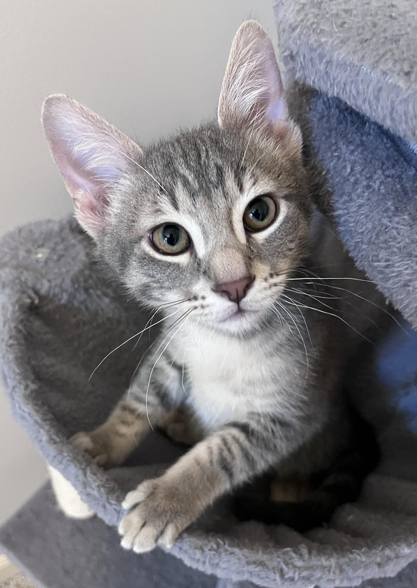 Tucker, Adoptable, Kitten Male Domestic Short Hair.
