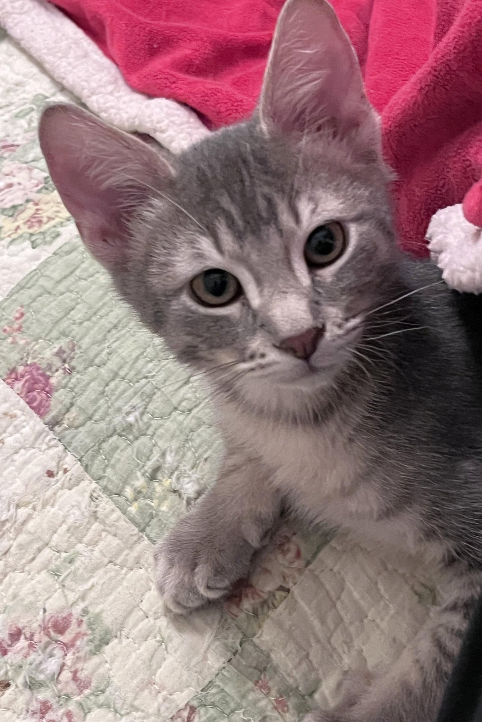 Tucker, a Adoptable Domestic Short Hair in Shawnee, KS image 2/3