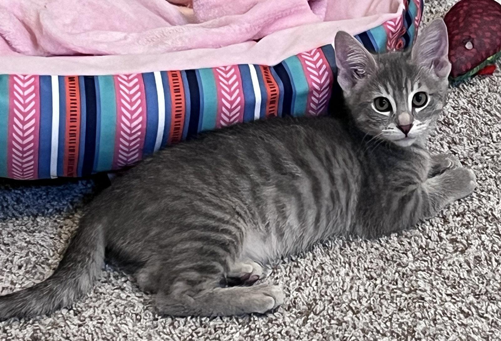 Tucker, a Adoptable Domestic Short Hair in Shawnee, KS image 3/3