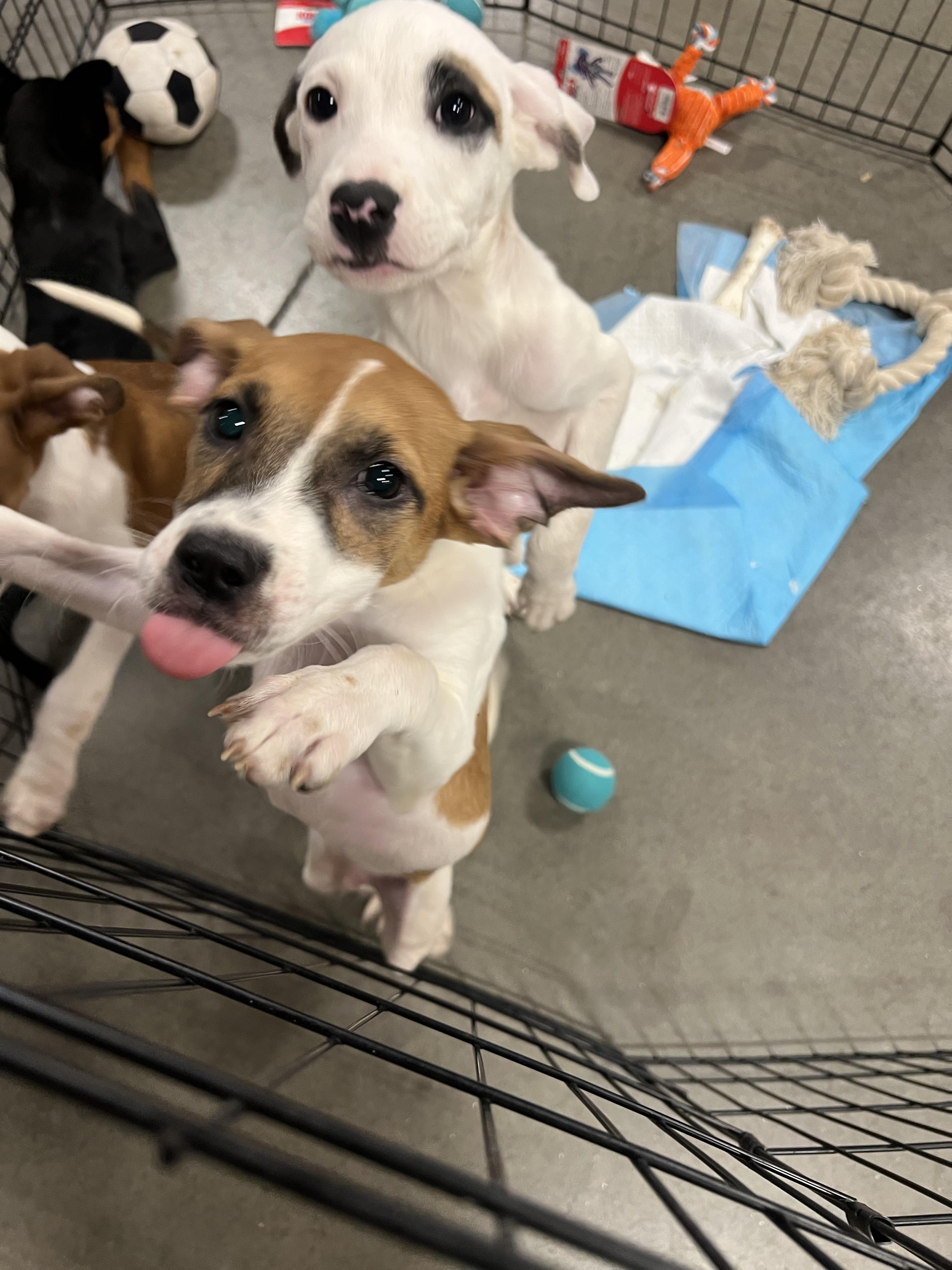 Walter, an adopted mixed breed in Lincoln, NE image 5/6