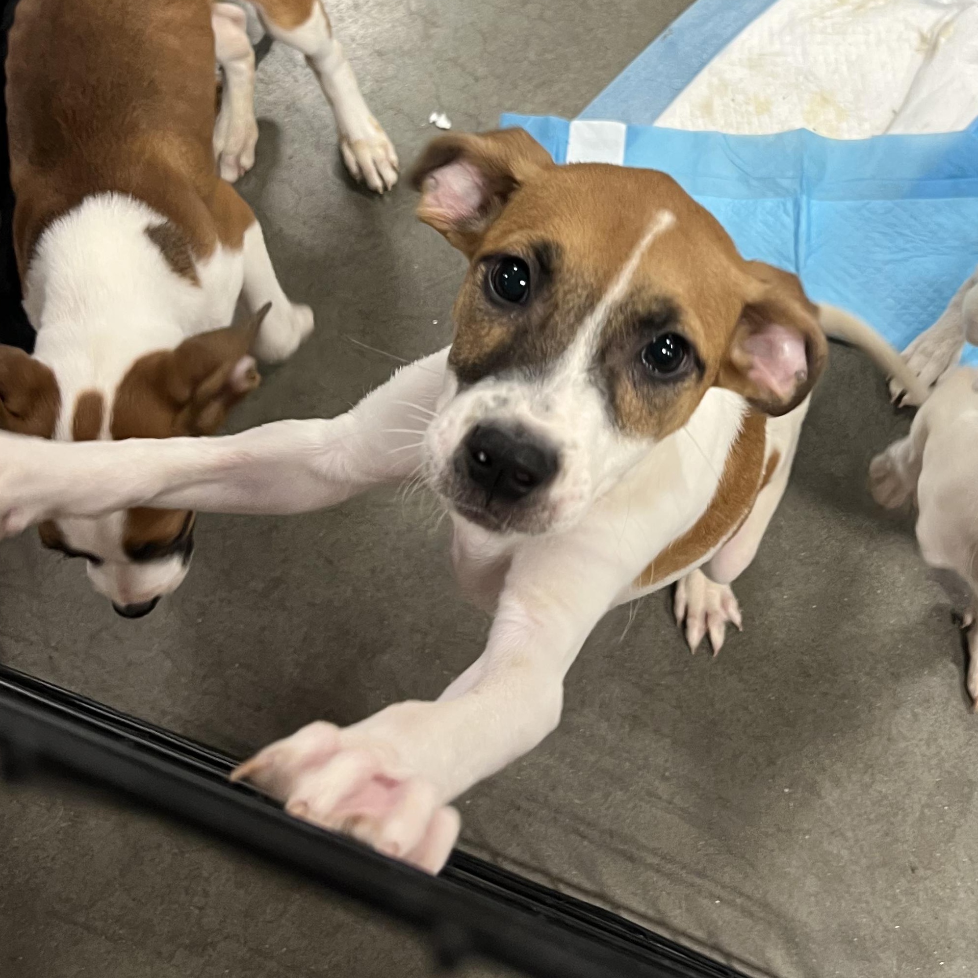 Walter, an adopted mixed breed in Lincoln, NE image 2/6