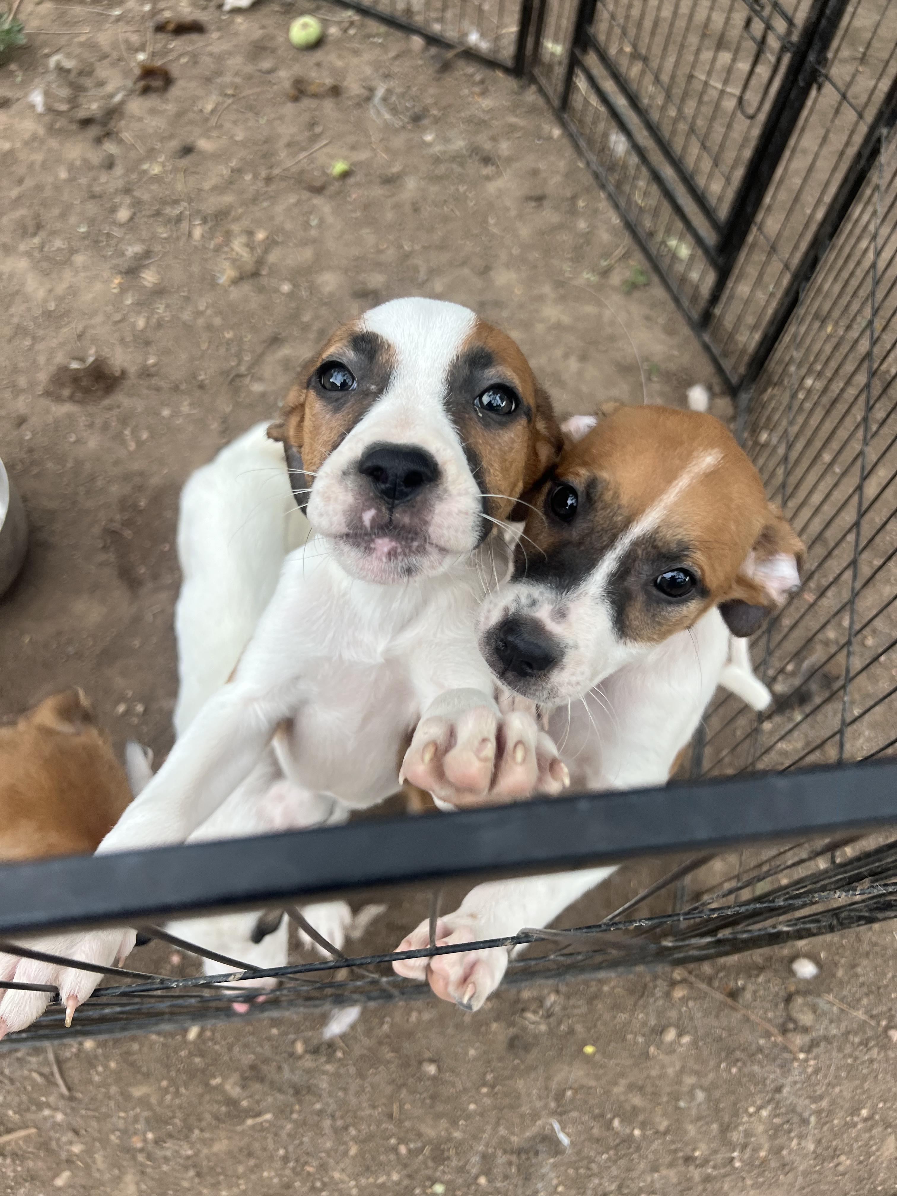 Walter, adopted, Puppy Male Hound & Mixed Breed.