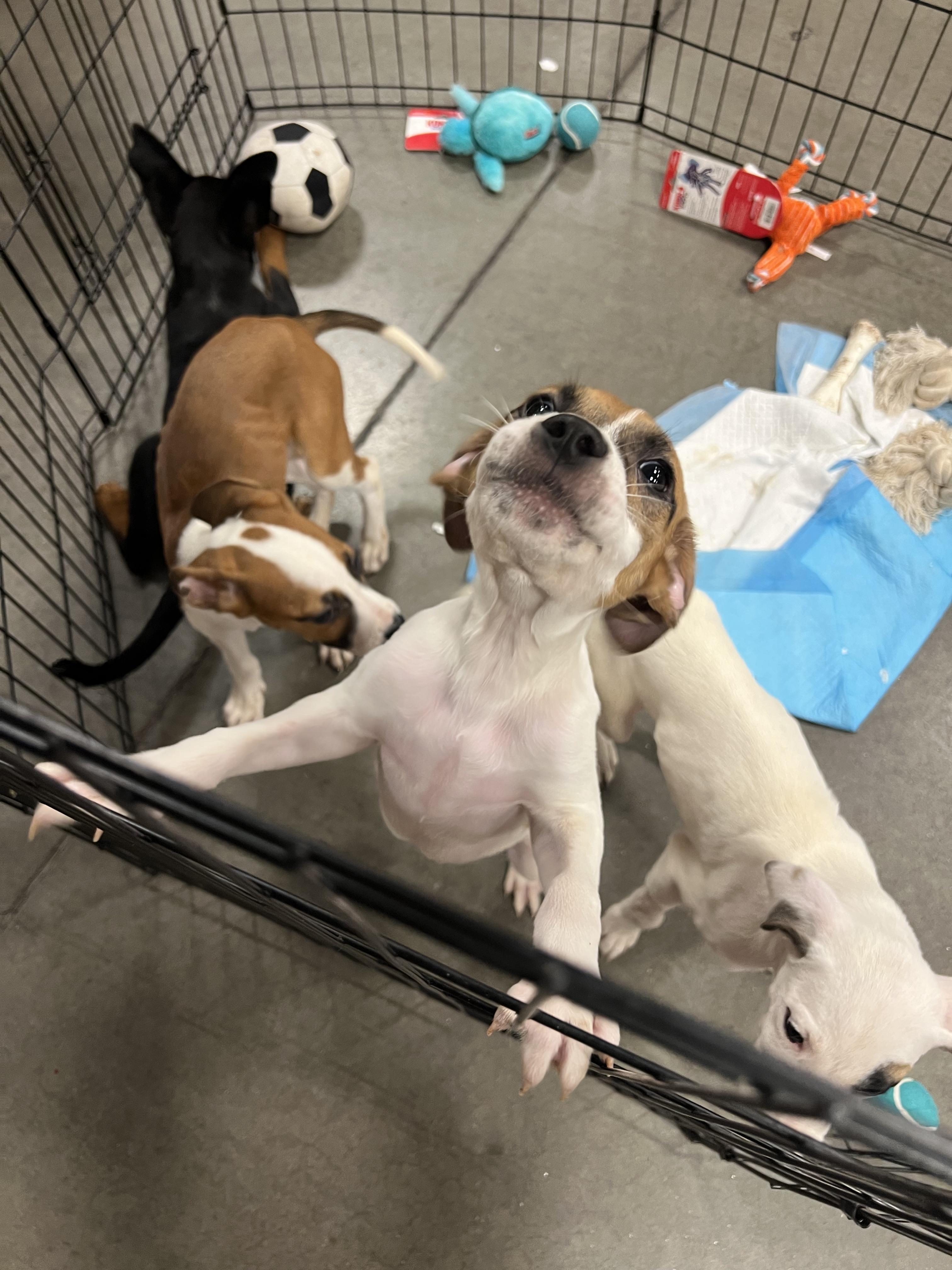 Walter, an adopted mixed breed in Lincoln, NE image 6/6