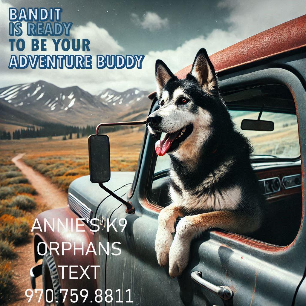 Bandit, an adoptable Husky, German Shepherd Dog in Durango, CO, 81301 | Photo Image 3