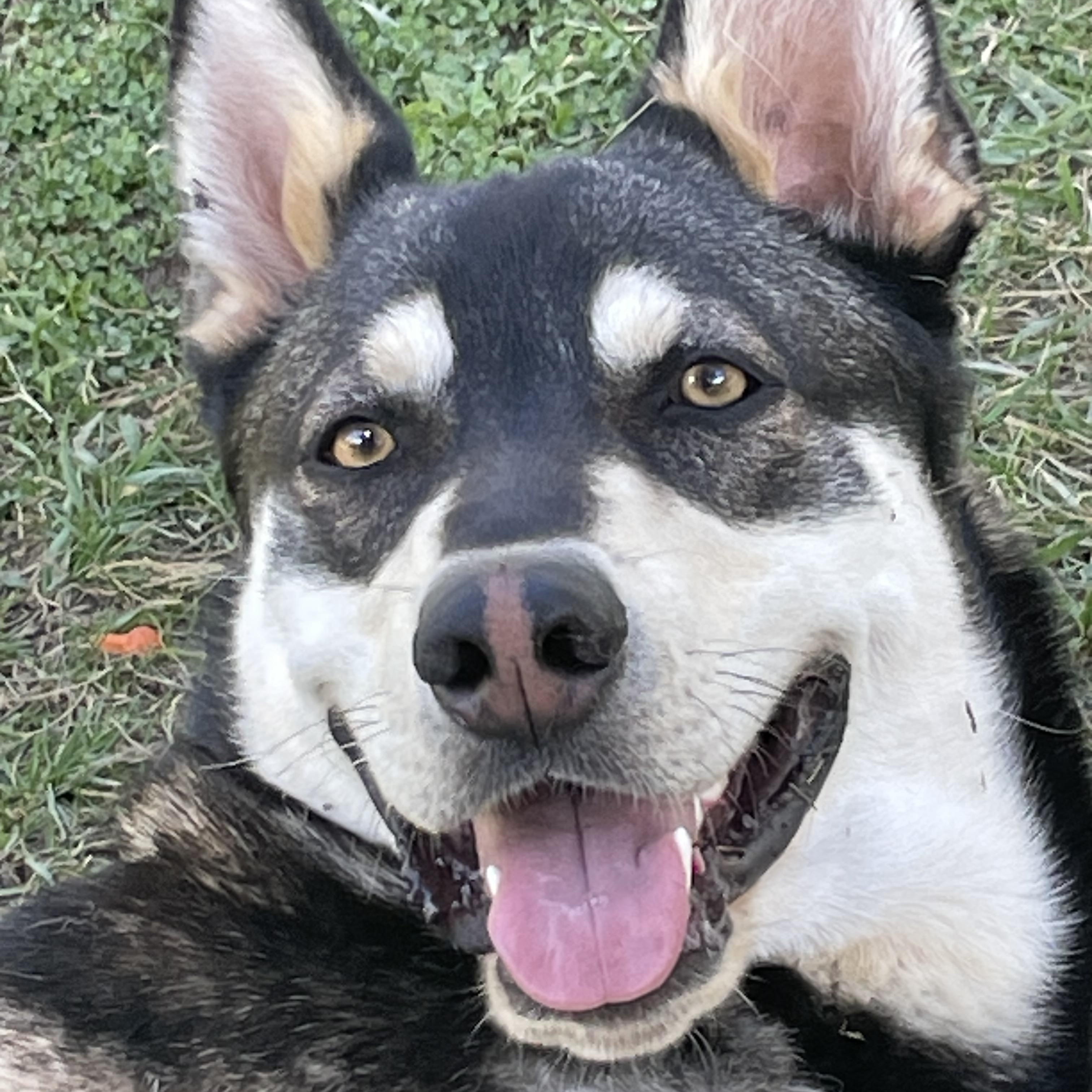 Bandit, an adoptable Husky, German Shepherd Dog in Durango, CO, 81301 | Photo Image 2