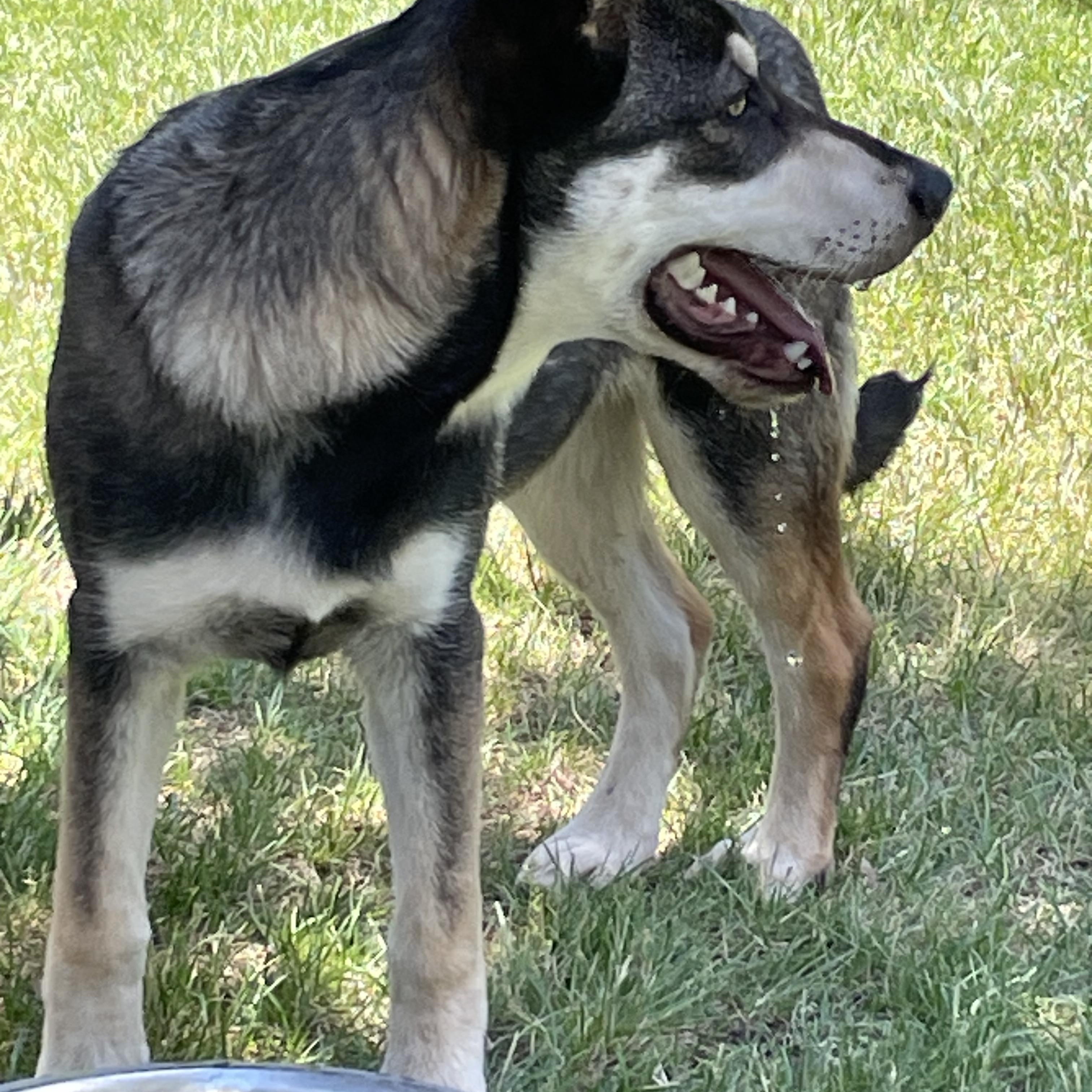 Bandit, an adoptable Husky, German Shepherd Dog in Durango, CO, 81301 | Photo Image 1