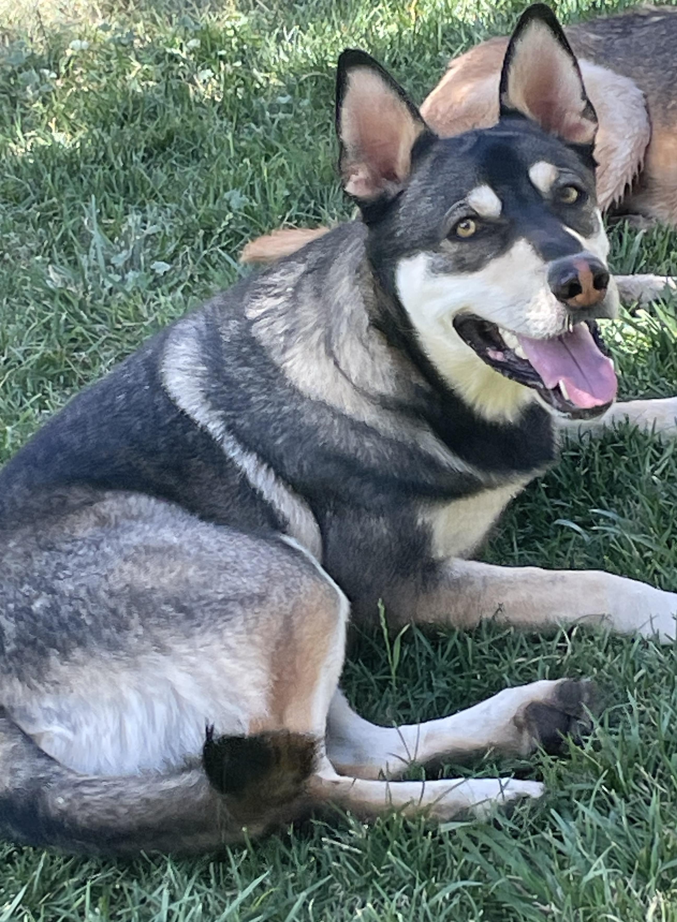 Bandit, an adoptable Husky, German Shepherd Dog in Durango, CO, 81301 | Photo Image 1