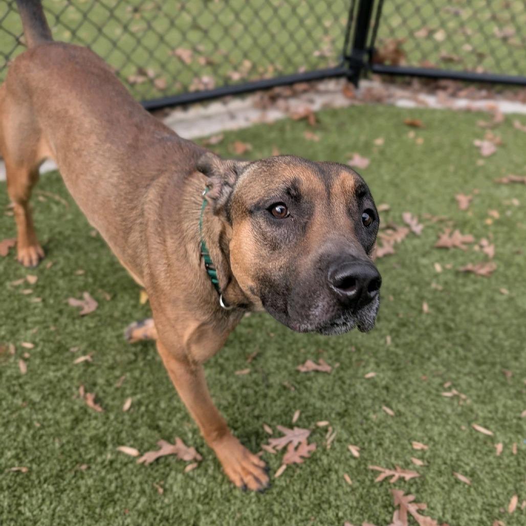 Scrambled Egg, Adoptable, Adult Male Shepherd & Mixed Breed.