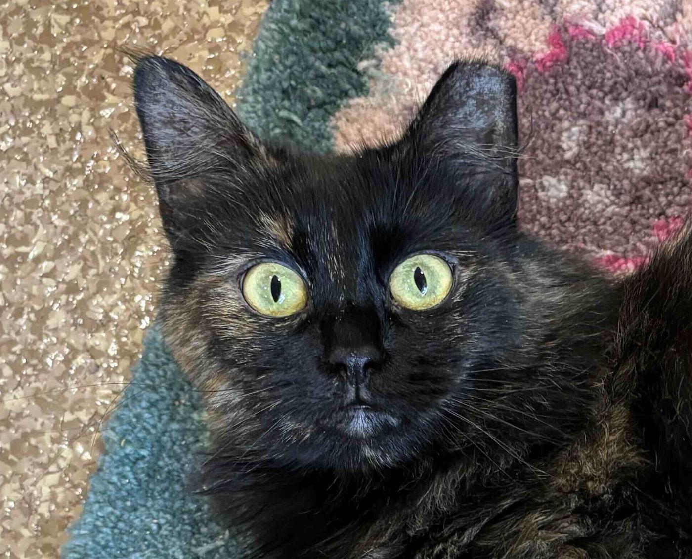 Mimi, an adoptable Domestic Medium Hair in Manitou Springs, CO, 80829 | Photo Image 1